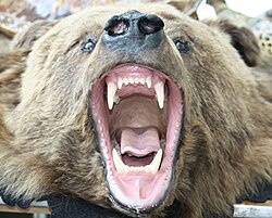 Bear