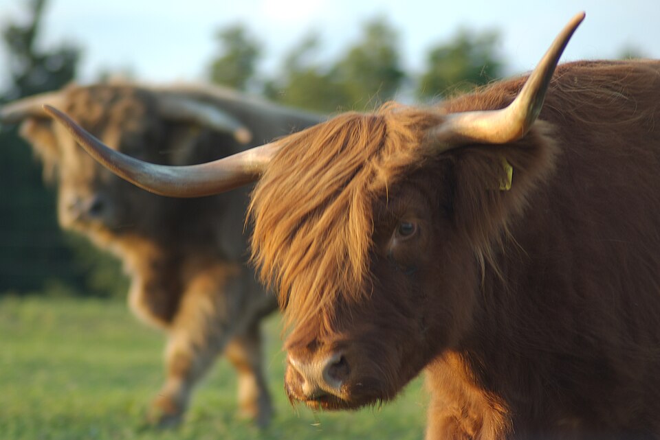 bull