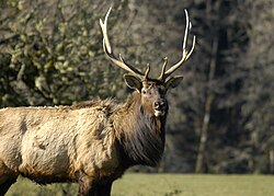 Elk
