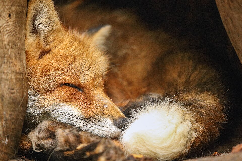 fox