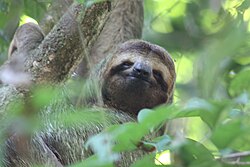 Sloth