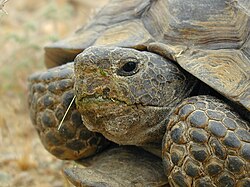 Tortoise