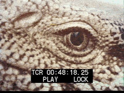 fe3757cfea23d3f1afa774317b555112.gif